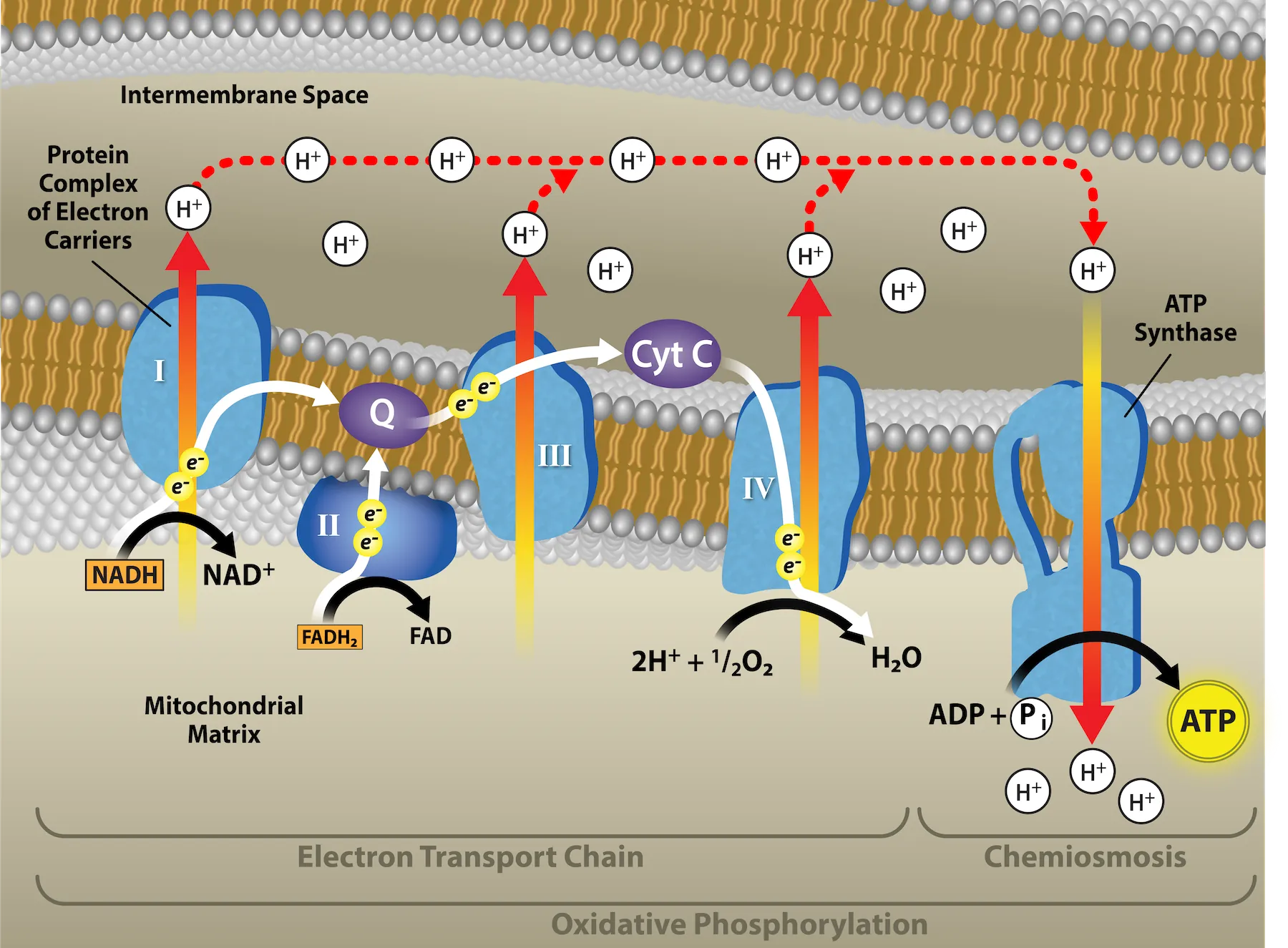 This illustration shows the electron transport chain, the A T P synthase enzyme embedded in the inner mitochondrial membrane, and chemiosmosis occurring in the mitochondrial matrix.  The electron transport chain oxidizes substrates and, in the process, pumps protons into the intermembrane space. A T P synthase allows protons to leak back into the matrix and synthesizes A T P in chemiosmosis.