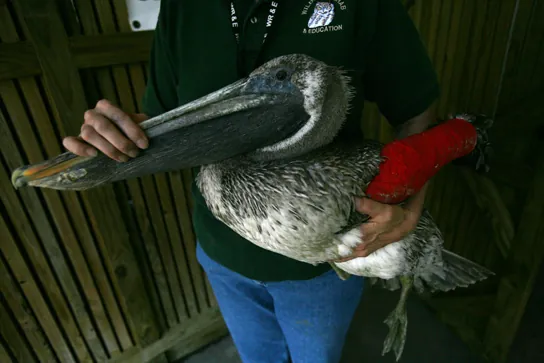 A photo shows a rescue worker holding a brown pelican with a broken wing wrapped in a red cast.