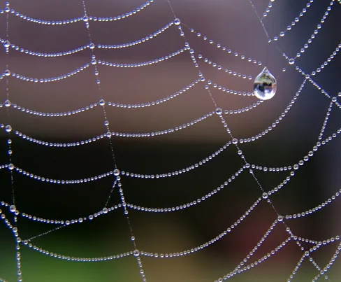 A photograph of a spider web collecting dew drops.