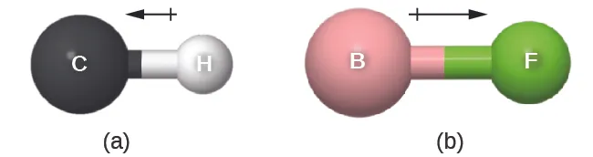 Two images are shown and labeled, “a” and “b.” Image a shows a large sphere labeled, “C,” a left-facing arrow with a crossed end, and a smaller sphere labeled “H.” Image b shows a large sphere labeled, “B,” a right-facing arrow with a crossed end, and a smaller sphere labeled “F.”