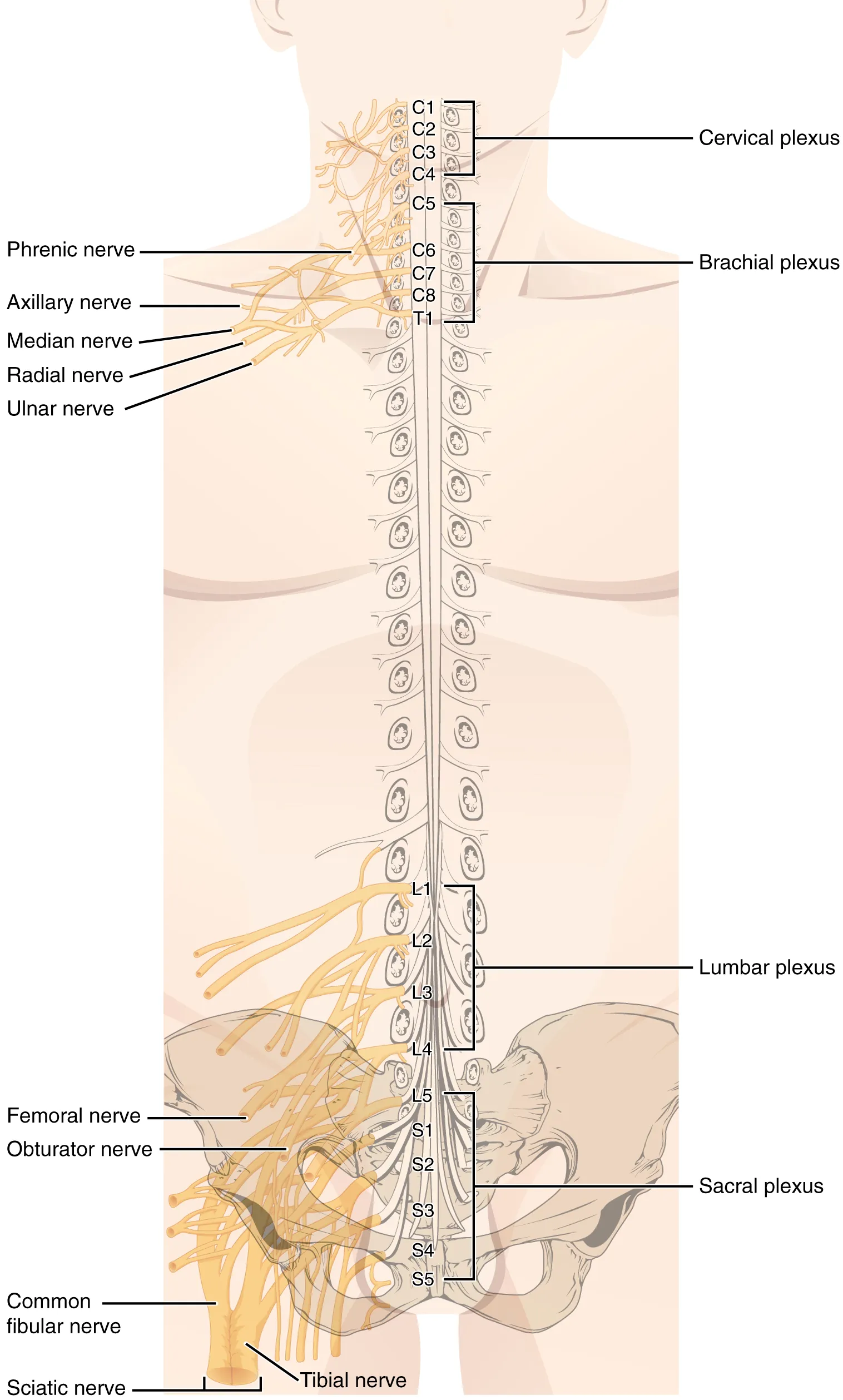 Major Nerves Of The Body