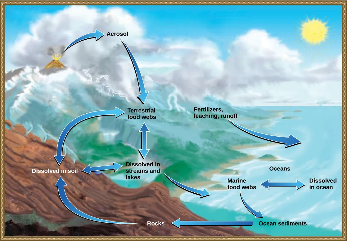 The illustration shows the phosphorus cycle. Phosphate enters the atmosphere from volcanic aerosols. As this aerosol precipitates to Earth, it enters terrestrial food webs. Some of the phosphate from terrestrial food webs dissolves in streams and lakes, and the remainder enters the soil. Another source of phosphate is fertilizers. Phosphate enters the ocean via leaching and runoff, where it becomes dissolved in ocean water or enters marine food webs. Some phosphate falls to the ocean floor where it becomes sediment. If uplifting occurs, this sediment can return to land.