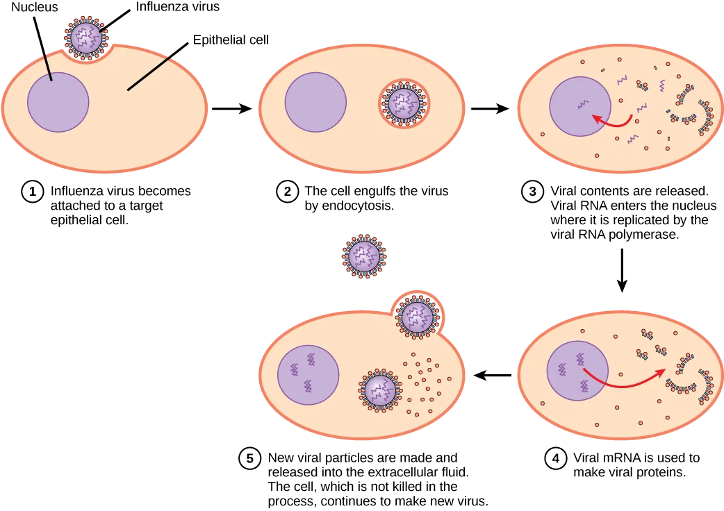 The illustration shows the steps of an influenza virus infection. In step 1, influenza virus becomes attached to a target epithelial cell. In step 2, the cell engulfs the virus by endocytosis, and the virus becomes encased in the cell’s plasma membrane. In step 3, the membrane dissolves, and the viral contents are released into the cytoplasm. Viral mRNA enters the nucleus, where it is replicated by viral RNA polymerase. In step 4, viral mRNA exits to the cytoplasm, where it is used to make viral proteins. In step 5, new viral particles are released into the extracellular fluid. The cell, which is not killed in the process, continues to make new virus.