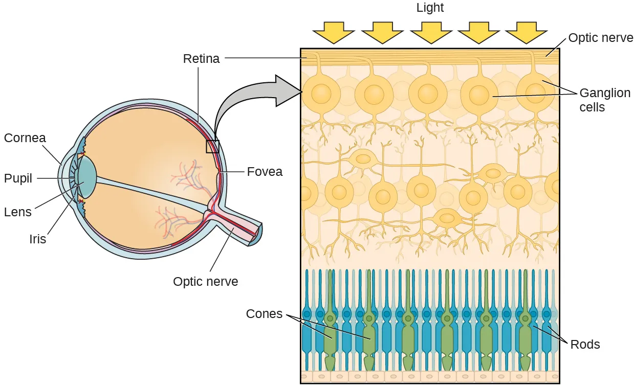 Different parts of the eye are labeled in the left side of this illustration. The cornea, pupil, iris, and lens are situated toward the front of the eye, and at the back are the optic nerve, fovea, and retina. The illustration on the right is a close-up of the layers of the eye. It shows light reaching the optic nerve, beneath which are Ganglion cells, and then rods and cones.