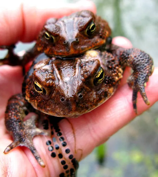 Photo shows mating toads.