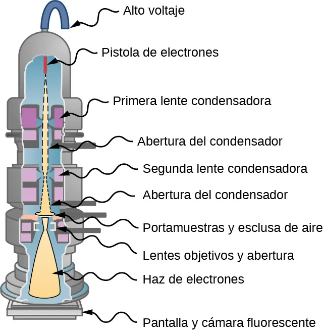 La imagen muestra el esquema de un microscopio electrónico de transmisión. Un cañón de electrones genera un haz de electrones que pasa a través de dos conjuntos de lentes y aberturas del condensador antes de incidir en la muestra. Los electrones transmitidos se proyectan en una pantalla fluorescente y la imagen se envía a una cámara.