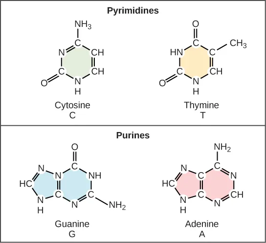 Illustration shows structure of a nucleotide, which is made up of a deoxyribose sugar with a nitrogenous base attached at the 1' position and a phosphate group attached at the 5' position. There are two kinds of nitrogenous bases: pyrimidines, which have one six-membered ring, and purines, which have a six-membered ring fused to a five-membered ring. Cytosine and thymine are pyrimidines, and adenine and guanine are purines.