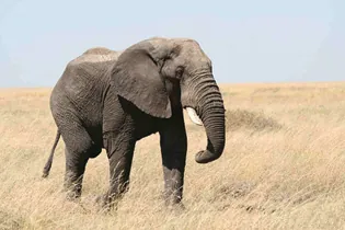 A photograph of an adult elephant.