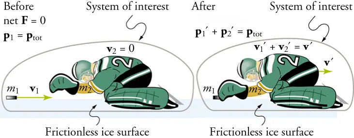 An illustration shows before and after diagrams of a hockey puck and an ice hockey player on a frictionless ice surface. The hockey puck is labeled m one and the hockey player is labeled m two. Both diagrams are labeled System of Interest. In the before diagram, a velocity vector, v one, points from the puck to the player. The following are shown: p one equals p total, v two equals zero, and net F equals zero. In the after diagram, the hockey puck has made contact with the player. A velocity vector, v prime, points from the hockey player to the right. The equation p one prime plus p two prime equals p total is shown. The equation v one prime plus v two prime equals v prime is also shown.