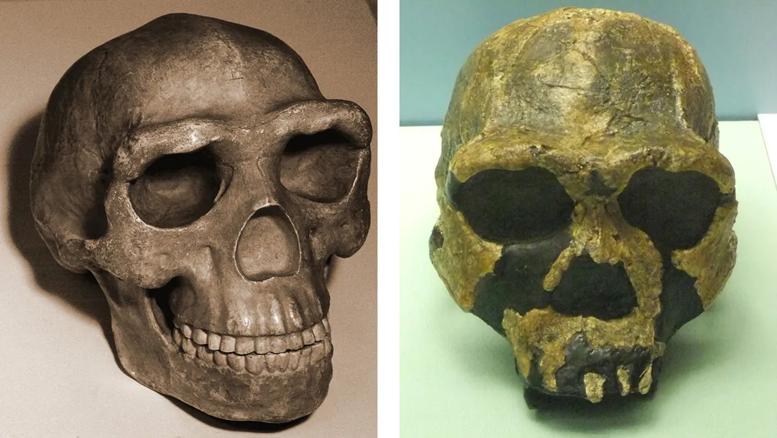 (Left) A skull of a Homo species showing pronounced bone structure over the eyes. (Right) A skull of Homo egaster