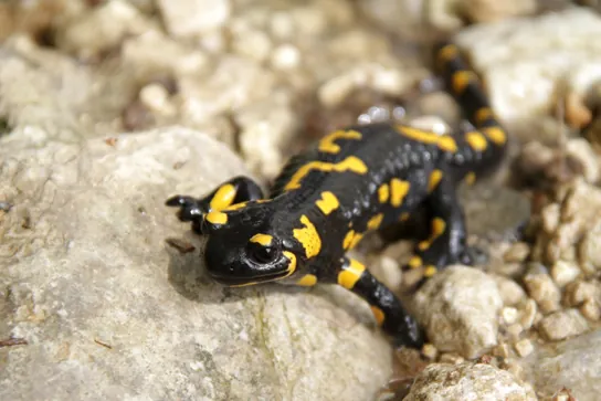 The photo shows a black salamander with bright yellow spots.