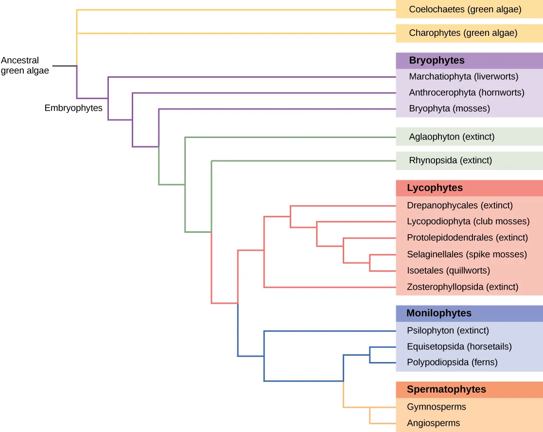 The image depicts a branching diagram (a tree-like structure) where the branches spread horizontally from a main ancestor on the left. On the right, organism names are labeled. The cascading branching starts with a single stem at the upper left corner labeled ‘Ancestral green algae’. This has a branching point giving rise to three horizontal branches. The top two branches extend all the way to the right and are labeled ‘Coelochaetes (green algae)’ and ‘Charophytes (green algae) from top to bottom. The third branch is a short branch labeled ‘Embryophytes’ on the left. It branches into two new branches. The top branch extends all the way to the right and is labeled ‘Marchantiopsida (liverworts)’. The bottom branch divides into two additional branches, the top labeled ‘Anthocerotopsida (hornworts)’. The bottom branch splits into two branches, the top labeled at the right ‘Bryopsida (mosses)’. The liverworts, hornworts, and mosses are collectively labeled Bryophytes. The bottom branch splits into additional two branches, the top labeled at the right ‘Aglaophyton (extinct)’. The bottom splits into two branches, labeled ‘Rhynopsida (extinct)’, and one branch which splits again. The top branch splits into several branches which all end in several organisms collectively labeled ‘Lycophytes’. The order of organisms in this group from top to bottom is ‘Drepanophycales (exctinct); Lycopodiaceae (club moses)’; Protolepidodendrales (exctinct); Selaginellales (spike mosses); Isoetales (quillworts); Zosterophyllopsida (extinct). The bottom branch splits in two additional branches, the first labeled ‘Psilophyton (extinct)’, and the bottom splits again. The top branch gives rise to two branches that are labeled ‘Sphenopsids (horsetails)’; and ‘Pteriodophyta (ferns)'. The Psilophyton, horsetails, and ferns are collectively labeled 'Pterophytes'. Finally the bottom branch splits into two branches, the top labeled ‘Gymnosperms’ and the bottom 'Angiosperms’. These are collectively labeled ‘Spermatophytes’.