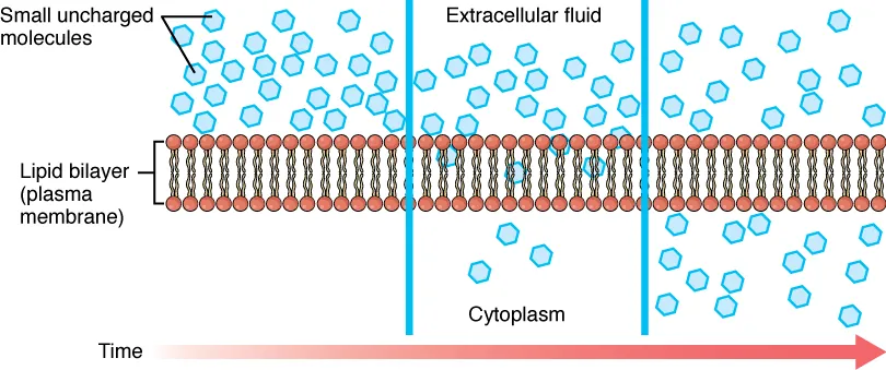 This figure shows the simple diffusion of small non-polar molecules across the plasma membrane. A red horizontal arrow pointing towards the right indicates the progress of time. The nonpolar molecules are shown in blue and are present in higher numbers in the extracellular fluid. There are a few nonpolar molecules in the cytoplasm and their number increases with time.