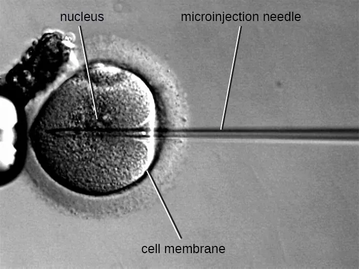 A micrograph of a microinjection needle poking through the plasma membrane of a cell and into the nucleus.