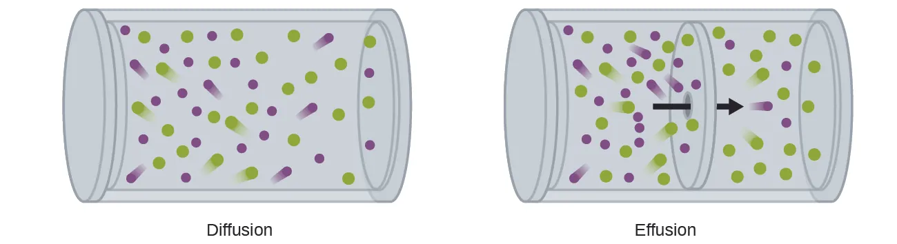 This figure contains two cylindrical containers which are oriented horizontally. The first is labeled “Diffusion.” In this container, approximately 25 purple and 25 green circles are shown, evenly distributed throughout the container. “Trails” behind some of the circles indicate motion. In the second container, which is labeled “Effusion,” a boundary layer is evident across the center of the cylindrical container, dividing the cylinder into two halves. A black arrow is drawn pointing through this boundary from left to right. To the left of the boundary, approximately 16 green circles and 20 purple circles are shown again with motion indicated by “trails” behind some of the circles. To the right of the boundary, only 4 purple and 16 green circles are shown.