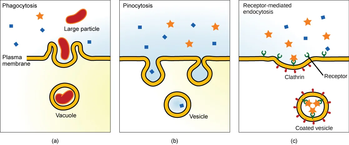 Three types of endocytosis are shown: (a) phagocytosis, (b) pinocytosis, and (c) receptor-mediated endocytosis. Part a shows the plasma membrane forming a pocket around a particle in the extracellular fluid. The membrane subsequently engulfs the particle, which becomes trapped in a vacuole. Part b shows a plasma membrane forming a pocket around fluid in the extracellular fluid. The membrane subsequently engulfs the fluid, which becomes trapped in a vacuole. Part c shows a part of the plasma membrane that is clathrin-coated on the cytoplasmic side and has receptors on the extracellular side. The receptors bind a substance, then pinch off to form a coated vesicle.