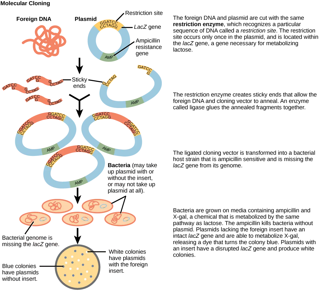 Figure illustrates the steps in molecular cloning into a plasmid called a cloning vector. The vector has a lacZ gene, which is necessary for metabolizing lactose, and a gene for ampicillin resistance. Within the lacZ gene are restriction sites, sequences of DNA cut by a particular restriction enzyme. The DNA to be cloned and the plasmid are both cut by the same restriction enzyme. The restriction enzyme staggers the cuts on the two strands of DNA, such that each strand has an overhanging single-stranded bit of DNA. On one strand, the sequence of the overhang is GATC, and on the other, the sequence is CTAG. These two sequences are complementary, and allow the fragment of foreign DNA to anneal with the plasmid. An enzyme called ligase joins the two pieces together. The ligated plasmid is then transformed into a bacterial strain that lacks the lacZ gene and is sensitive to the antibiotic ampicillin. The bacteria are plated on media containing ampicillin, so that only bacteria that have taking up the plasmid (which has an ampicillin resistance gene) will grow. The media also contains X-gal, a chemical that is metabolized in the same way as lactose. Plasmids lacking the insert are able to metabolize X-gal, releasing a dye from X-gal that turns the colony blue. Plasmids with the insert have a disrupted lacZ gene and produce white colonies. Thus, colonies containing the cloned DNA can be selected on the basis of color.