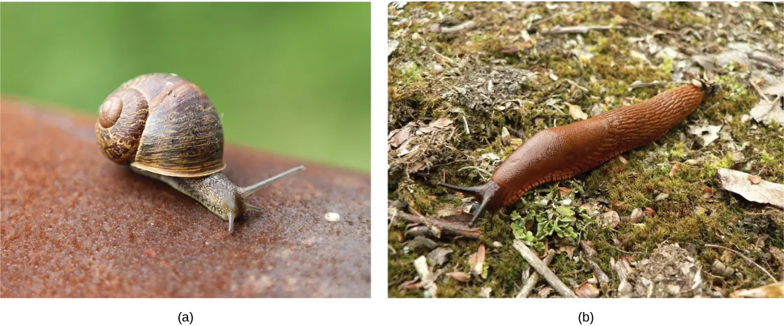 Part a shows a land snail with a coiled shell and long tentacles. Part b shows a slug, which looks like a snail without a shell.
