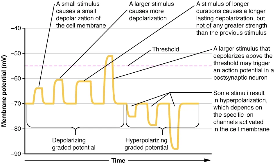 The graph has membrane potential, in millivolts, on the X axis, ranging from negative 90 to positive 30. Time is on the X axis. The left half of the plot line is labeled the depolarizing graded potential. The plot has four progressively larger peaks, with each starting at the resting membrane potential of negative 70. The lowest peak reaches to about negative 65 and is narrow in width, as this represents a small stimulus that causes a small depolarization of the cell membrane. The second peak reaches to about negative 60 but is still narrow. This represents a larger stimulus causing more depolarization. The third peak also reaches to negative 60, but is about twice as wide as the other two peaks. This represents a stimulus of longer duration, which causes a longer lasting depolarization. However, this stimulus is not greater in strength than the previous stimulus. The rightmost peak among the depolarizing graded potentials reaches above the threshold line to about negative 51. This represents a stimulus of sufficient strength to trigger an action potential. The right half of the plot is labeled the hyperpolarizing graded potential. The plot line in this half begins at the resting potential of negative 70, but then drops to more negative membrane potentials. The first peak drops to negative 75 EV, the second peak drops to negative 80 EV and the third peak drops to negative 88 EV. These peaks represent a stimulus that results in hyperpolarization, which is triggered by the activation of specific ion channels in the cell membrane.