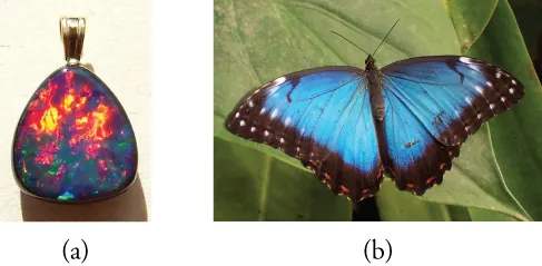 (a) Photograph of an opal, with a rounded triangular shape. Most of the upper portion of the triangle is red and yellow. The lower portion is blue, green, and purple. (b) Photograph of a butterfly on a leaf. The wings are blue with white spots at the points of the wings and black bands at the rear edges of the wings.