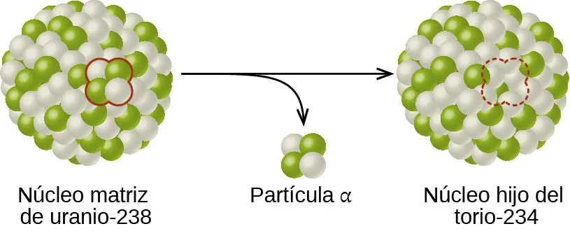 Un diagrama muestra dos esferas compuestas por muchas esferas blancas y verdes más pequeñas conectadas por una flecha que mira hacia la derecha y de la que sale otra flecha que mira hacia abajo. La esfera de la izquierda, marcada como "Núcleo padre de uranio guión 238" tiene dos esferas blancas y dos verdes que están cerca la una de la otra y están delineadas en rojo. Estas dos esferas verdes y dos blancas se muestran cerca de la punta de la flecha orientada hacia abajo y se marcan como "partícula alfa". La esfera de la derecha, marcada como "Núcleo hija radón guión 234", tiene el mismo aspecto que la de la izquierda, pero tiene un espacio para cuatro esferas más pequeñas delineadas con una línea de puntos roja.