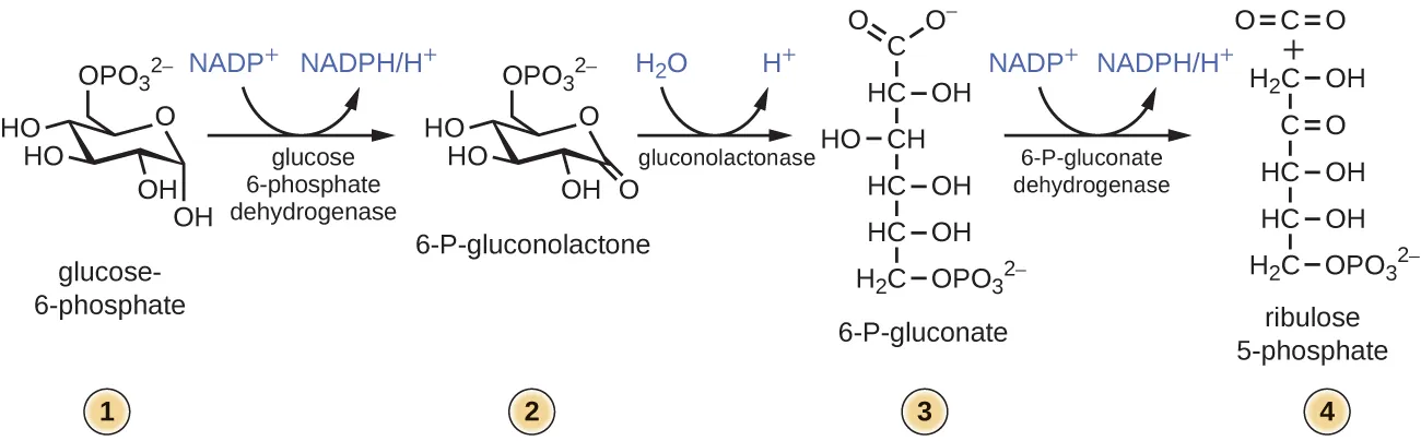 Step 1: Glucose-6-phosphate is a 6 carbon molecule in ring formation with a phosphate group at carbon 6. Step 2: Glucose 6-phosphate dehydrogenase converts glucose-6-phosphate to 6-P-gluconolactone thereby producing NADPH/H+ from NADP+. Step 3: Gluconolactonase converts 6-P-gluconolactone to 6-P-gluconate by hydrolysis. Step 4: 6-P-gluconate dehydrogenase converts 6-P-gluconate to ribulose 5-phosphate thereby producing NADPH/H+ from NADP+.
