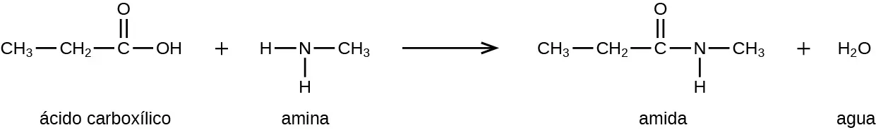 Se muestra una reacción química entre un ácido carboxílico y una amina para formar una amida y agua. Se muestran las estructuras. El ácido carboxílico se muestra como un grupo C H subíndice 3 enlazado a un grupo C H subíndice 2 enlazado a un átomo de C con un átomo de O de doble enlace por encima y un grupo O H enlazado a la derecha. Hay un signo de suma. La amina se muestra como un átomo de N con dos átomos de H enlazados en la parte inferior e izquierda. Un grupo C H subíndice 3 está enlazado al lado derecho del átomo de N. A la derecha de una flecha, una amida se muestra como un grupo C H subíndice 3 enlazado a un grupo C H subíndice 2 enlazado a un átomo C que está doblemente enlazado a un átomo O por encima y a un N con un átomo H enlazado por debajo. El átomo de N está enlazado a un grupo C H subíndice 3. El producto final indicado después de un signo más es el agua, H subíndice 2 O.