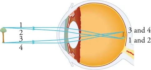 This schematic shows a cross-section of an eyeball. An upright tree is to the left of the eye. Rays 1 and 2 come from the top of the tree; rays 3 and 4 originate from the bottom of the tree. The rays enter the eyeball, pass through the components of the eye, and produce an image of an inverted tree.