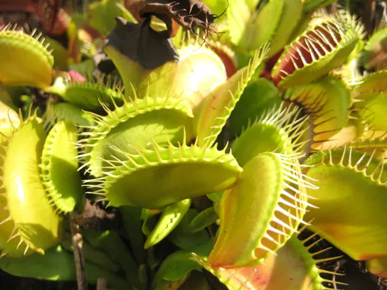 Photo shows a Venus flytrap. Pairs of modified leaves of this plant have the appearance of a mouth. White, hair-like appendages at the opening of the mouth have the appearance of teeth. The mouth can close on unwary insects, trapping them in the teeth.