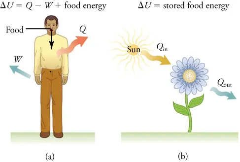 A man takes in energy from food, gives off heat, and does work in part (a). A flower absorbs heat from the Sun and gives off heat in part (b).