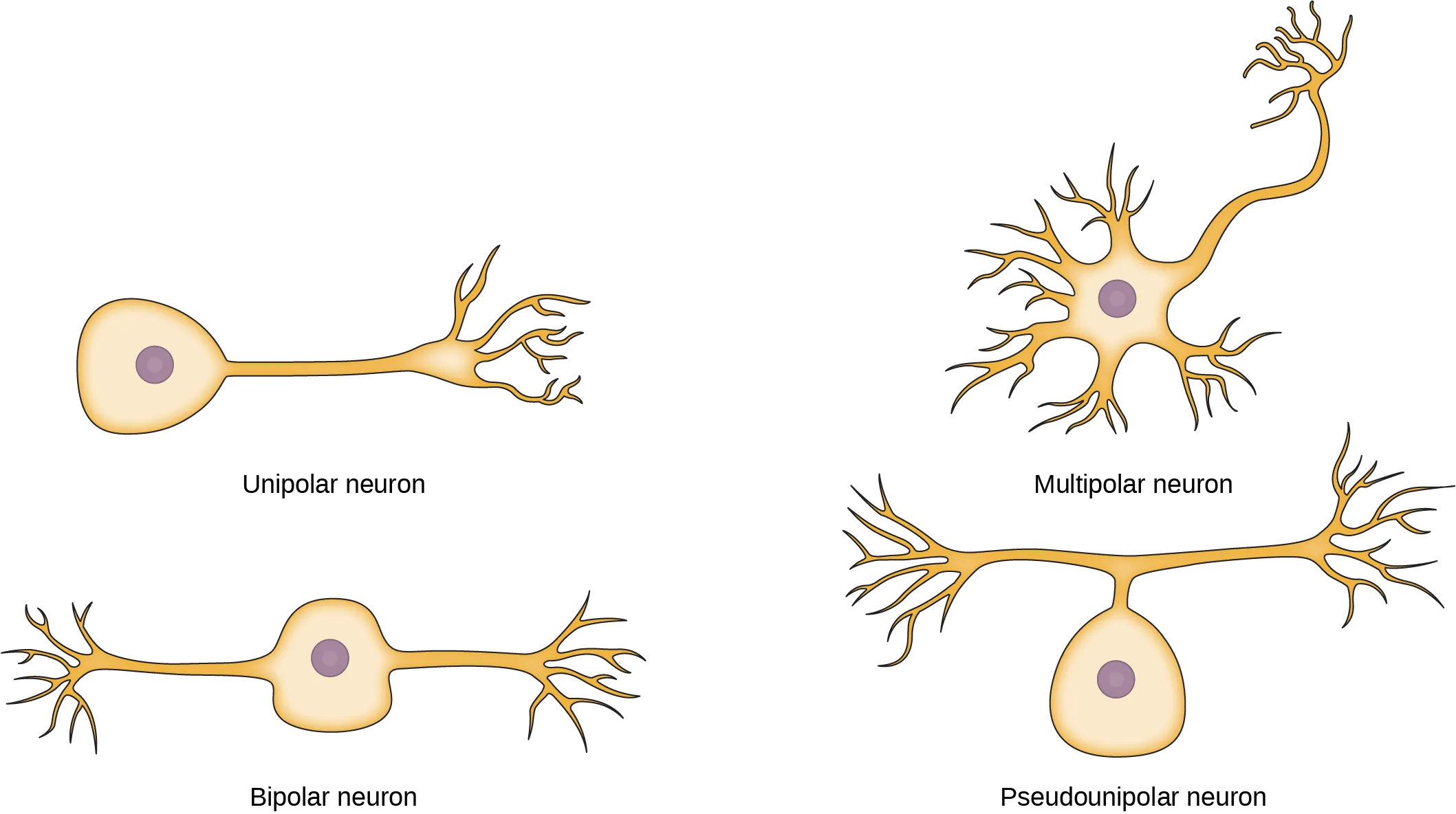 The unipolar cell has a single, long axon extending from the cell body. The bipolar neuron has two axons projecting from opposite sides of the cell body. The multipolar neuron has one long axon and several short, highly branched axons extending in all directions. The pseudounipolar neuron has one axon that forms two branches a short distance from the cell body, each of which extends in a different direction.