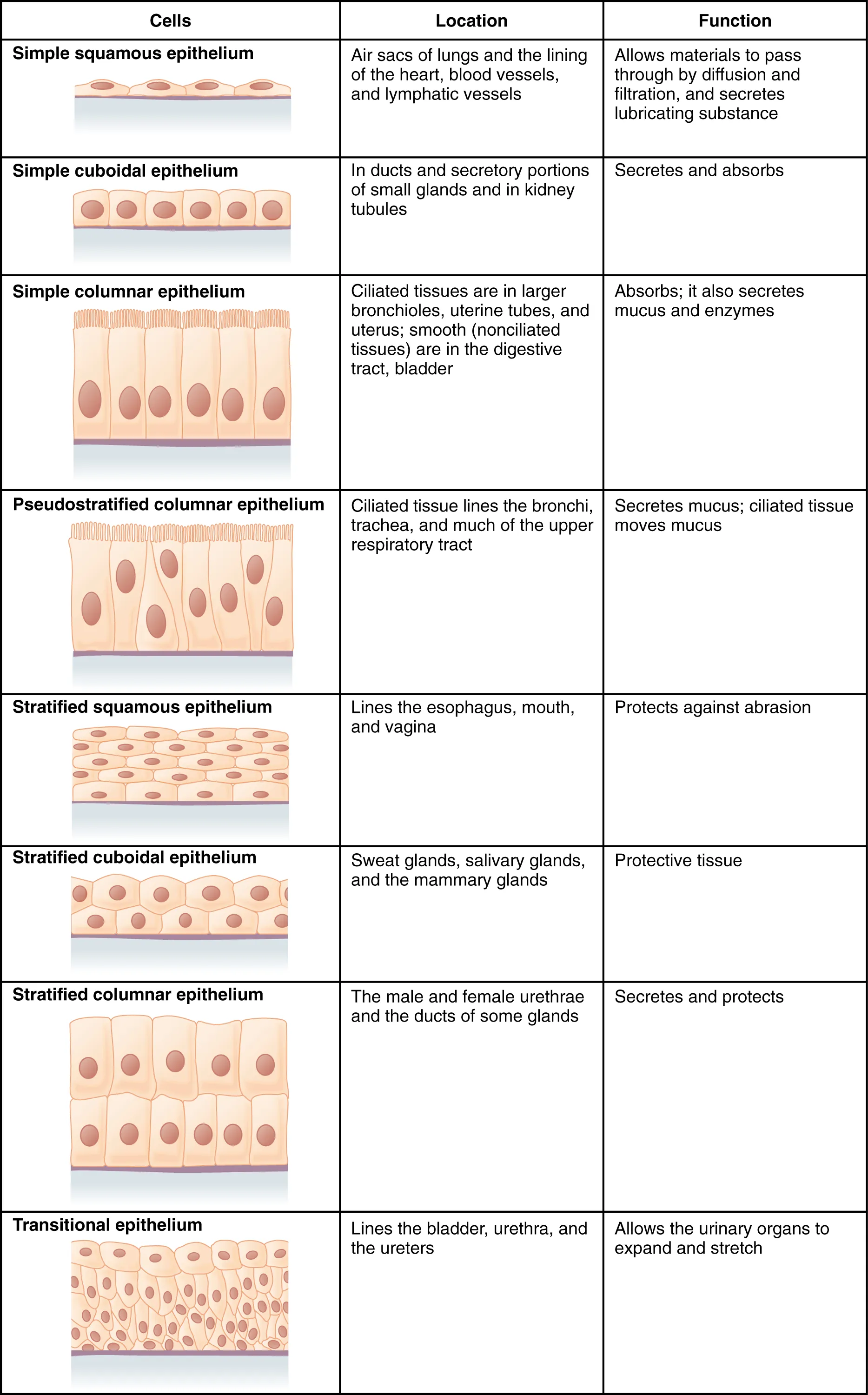 This figure is a table with three columns and eight rows. The leftmost column is titled cells, and contains a drawing in each row showing how epithelial cells are arranged above a basement membrane. The middle column is titled location, while the rightmost column is titled function. In a simple squamous epithelium, the cells are flattened and single-layered. Simple squamous cells are found in the air sacs of the lungs, in the lining of the heart, blood vessels and lymphatic vessels. Their function is to allow materials to pass through by diffusion and filtration, as well as to secrete lubricating substances. In a simple cuboidal epithelium, the cells are cube shaped and single layered and located in ducts and secretory portions of small glands as well as in the kidney tubules. The function of simple cuboidal epithelium is to secrete and absorb. In a simple columnar epithelium, the cells are rectangular and are attached to the basement membrane on one of their narrow sides, so that each cell is standing up like a column. There is only one layer of cells. Simple columnar epithelium is found in ciliated tissues including the larger bronchioles, uterine tubes, and uterus, as well as in smooth, nonciliated tissues such as the digestive tract bladder. The function of simple columnar epithelium is to absorb substances but also to secrete mucous and enzymes. In a pseudostratified columnar epithelium, the cells are column-like in appearance, but they vary in height. The taller cells bend over the tops of the shorter cells so that the top of the epithelial tissue is continuous. There is only one layer of cells. Pseudostratified columnar epithelium lines the bronchi, the trachea, and much of the upper respiratory tract. The function of pseudostratified columnar epithelium is to secrete mucous and also move that mucus using the hair like cilia projecting from the top of each cell. A stratified squamous epithelium contains many layers of flattened cells. Stratified squamous epithelium lines the esophagus, mouth, and vagina. The function of stratified squamous epithelium is to protect against abrasion. Stratified cuboidal epithelium contains many layers of cube-shaped cells. Stratified cuboidal epithelium is found in the sweat glands, salivary glands, and mammary glands. The function of stratified cuboidal epithelium is to protect other tissues of the body. Stratified columnar epithelium contains many layers of rectangular, column-shaped cells. Stratified columnar epithelium is located in the male and female urethrae and the ducts of some glands. The function of stratified columnar epithelium is to secrete and protect. Transitional epithelium consists of many layers of irregularly shaped cells with diverse sizes. Transitional epithelium is found lining the bladder, urethra and ureters. The function of transitional epithelium is to allow the urinary organs to expand and stretch.