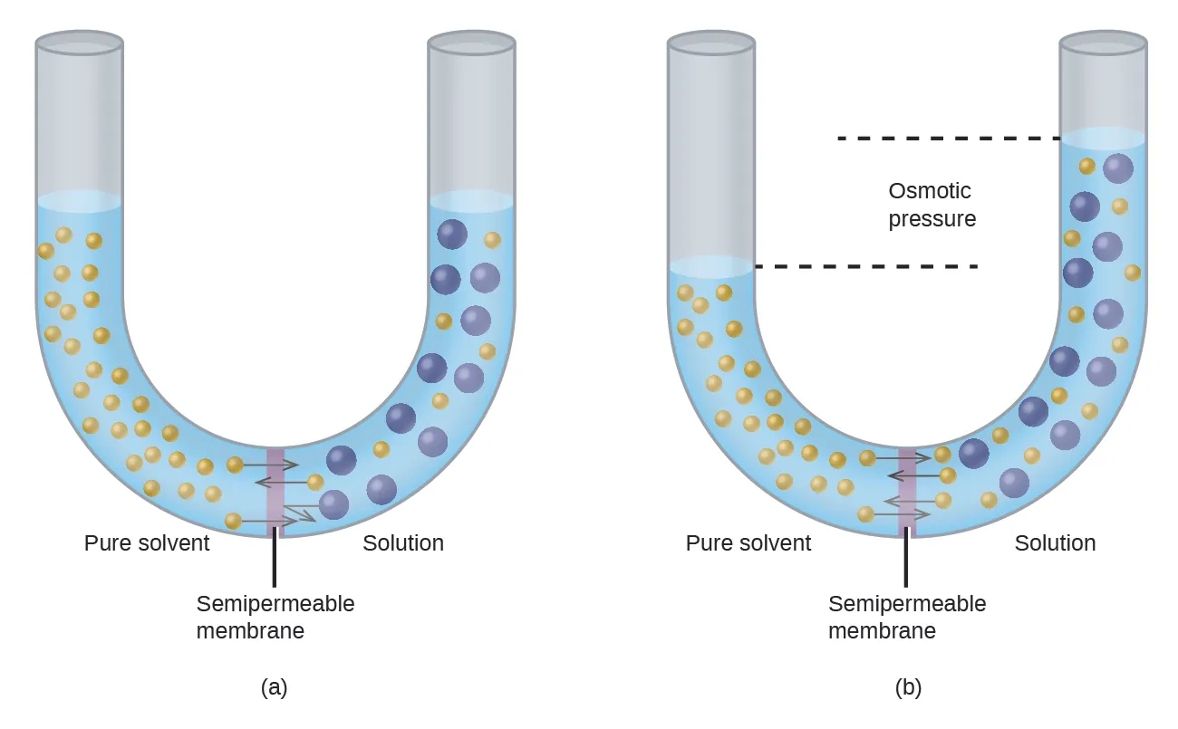 The figure shows two U shaped tubes with a semi permeable membrane placed at the base of the U. In figure a, pure solvent is present and indicated by small yellow spheres to the left of the membrane. To the right, a solution exists with larger blue spheres intermingled with some small yellow spheres. At the membrane, arrows pointing from three small yellow spheres on both sides of the membrane cross over the membrane. An arrow drawn from one of the large blue spheres does not cross the membrane, but rather is reflected back from the surface of the membrane. The levels of liquid in both sides of the U shaped tube are equal. In figure b, arrows again point from small yellow spheres across the semipermeable membrane from both sides. This diagram shows the level of liquid in the left, pure solvent, side to be significantly lower than the liquid level on the right. Dashed lines are drawn from these two liquid levels into the middle of the U-shaped tube and between them is the term osmotic pressure.