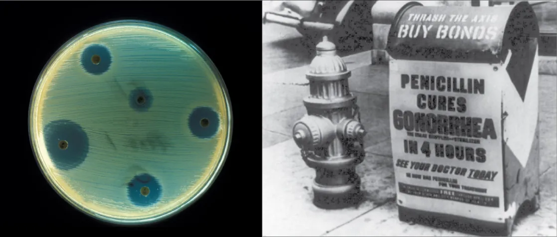 The left side of this image is an old black and white photo of a mailbox plastered with an advertisement reading “Penicillin cures gonorrhea in four hours. See your doctor today.” The right side of the image shows a petri dish streaked with bacteria. Bacteria grow everywhere on the plate except where discs containing antibiotic have been placed. These areas are completely devoid of bacterial growth