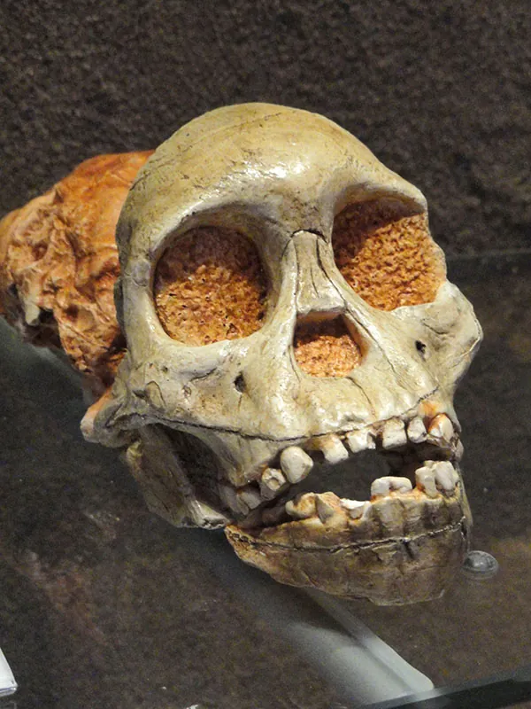 Partial skull with a number of human-like features, including small canines, minimal projection of the jaw, and no brow ridges.