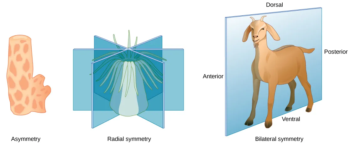 Illustration A shows an asymmetrical sponge with a tube-like body and a growth off to one side. Illustration B shows a sea anemone with a tube-like, radial symmetrical body. Tentacles grow from the top of the tube. Three vertical planes arranged 120 degrees apart dissect the body. The half of the body on one side of each plane is a mirror image of the body on the other side. Illustration C shows a goat with a bilaterally symmetrical body. A plane runs from front to back through the middle of the goat, dissecting the body into left and right halves, which are mirror images of each other. The top part of the goat is defined as dorsal, and the bottom part is defined as ventral. The front of the goat is defined as anterior, and the back is defined as posterior.