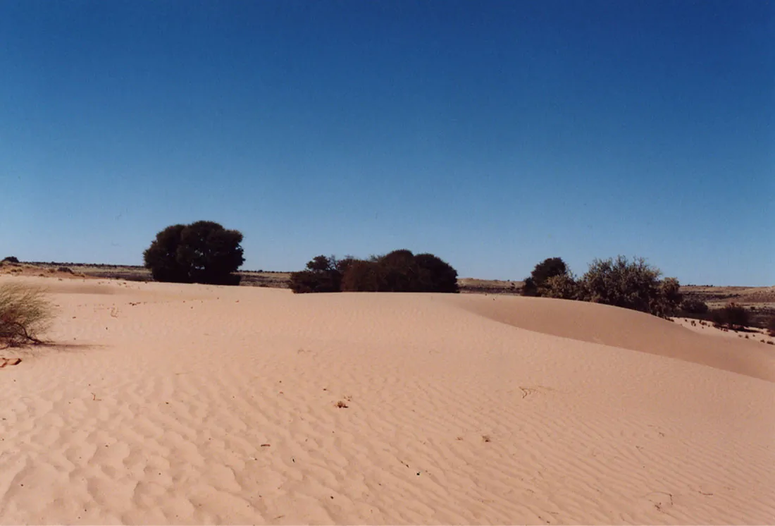An image of a photograph is shown of a wavy, sandy landscape with a three patches of green, small bushes and a bright blue sky with more sand seen in the far off background.