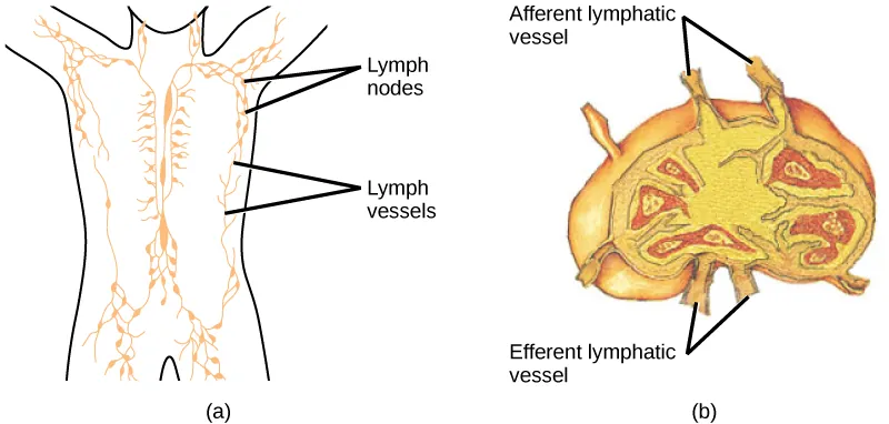 Part A shows the location of the lymph nodes and lymph vessels in the human body. Lymph vessels run down the spine and along the sides of the body and into the arms and legs and neck. Lymph nodes are clustered in the upper arms and legs, and in the lower back. Part B shows a lymph node, which is kidney shaped. Afferent lymphatic vessels are located along the outer curve, and efferent vessels are located along the inner curve.