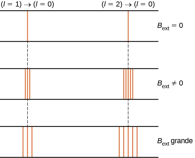 La figura muestra el efecto del campo magnético, B sub ext, sobre dos líneas espectrales diferentes, correspondientes a la transición l=1 a l=0 a la izquierda y a la transición l=2 a l=0 a la derecha. Se muestran los espectros para un campo externo nulo, para un campo externo diferente de cero y para un campo externo grande. Sin campo externo, ambas transiciones aparecen como líneas simples. En el segundo caso, cuando se aplica el campo magnético, las líneas espectrales se dividen en varias líneas; la línea de la izquierda se divide en tres líneas. La línea de la derecha se divide en cinco. En el tercer caso, el campo magnético es grande. La línea de la izquierda se divide de nuevo en tres líneas y la de la derecha en cinco, pero las líneas divididas están más separadas que cuando el campo magnético externo no es tan fuerte.