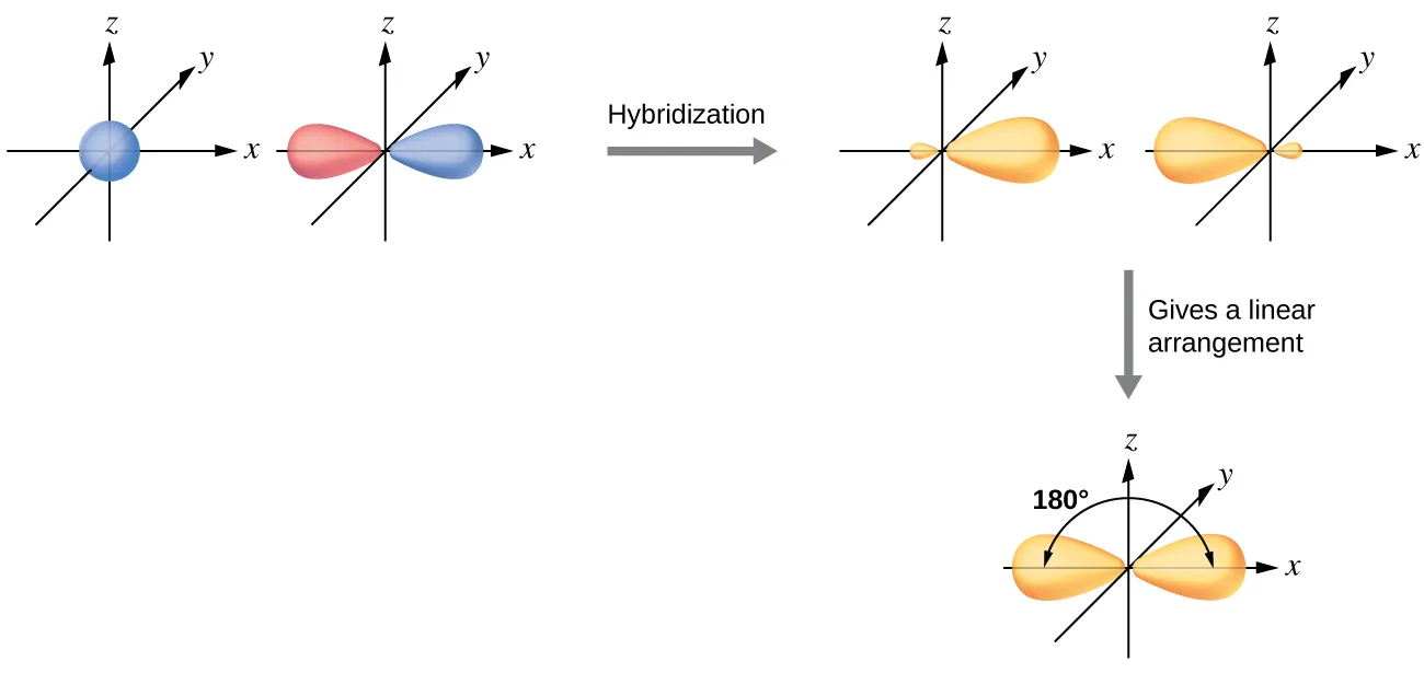 A series of three diagrams connected by a right-facing arrow that is labeled, “Hybridization,” and a downward-facing arrow labeled, “Gives a linear arrangement,” are shown. The first diagram shows a blue spherical orbital and a red, peanut-shaped orbital, each placed on an X, Y, Z axis system. The second diagram shows the same two orbitals, but they are now purple and have one enlarged lobe and one smaller lobe. Each lies along the x-axis in the drawing. The third diagram shows the same two orbitals, but their smaller lobes now overlap along the x-axis while their larger lobes are located at and labeled as “180 degrees” from one another.