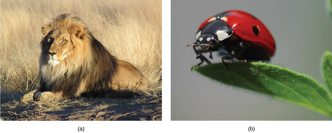 The first photo shows a lion. The next photo shows a ladybug.