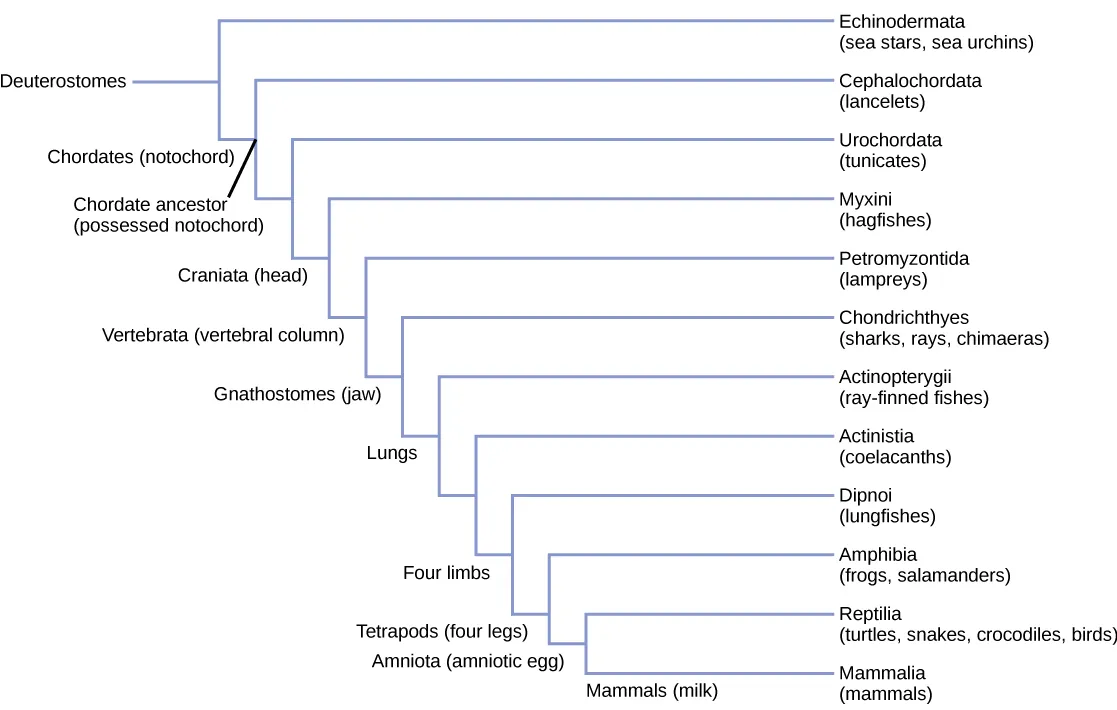 The deuterostome phylogenetic tree includes Echinodermata and chordata. Chordates possess an notochord and include chephalochordates (lancelets), urochordata (tunicates) craniata, which have a cranium. Craniata includes the Myxini (hagfish) and vertebrata, which possess a vertebral column. Vertebrata includes the Petromyzontida (lampreys) and Gnathostomes, which possess a jaw. Gnathostomes include Actinopterygii (ray finned fishes) and animals with four limbs. Animals with four limbs include Actinistia (coelacanths) , dipnoi (lungfishes) and tetrapods, or animals with four legs. Tetrapods include amphibian (frogs and salamanders) and Amniotic, which possess an amniotic egg. Amniota includes reptilian (turtles, snakes, crocodiles and birds) and mammalia, or animals that produce milk.