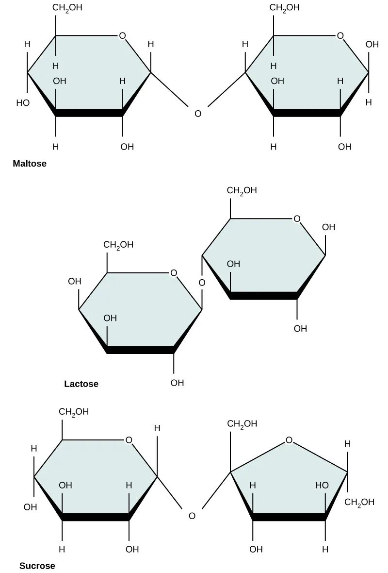 The chemical structures of maltose, lactose, and sucrose are shown. Both maltose and lactose are made from two glucose monomers joined together in ring form. In maltose, the oxygen in the glycosidic bond points downward. In lactose, the oxygen in the glycosidic bond points upward. Sucrose is made from glucose and fructose monomers. The oxygen in the glycosidic bond points downward.