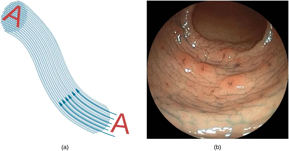 Figura a to rysunek przestawiający przesyłanie obrazu A przez wiązkę równoległych włókien optycznych. Figura (b) to zdjęcie z endoskopu.
