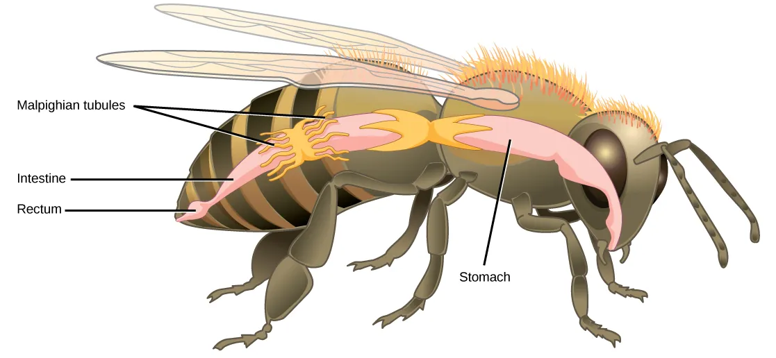 Illustration shows the digestive tract of a bee. Food enters the mouth, and then goes through the stomach to the intestine. The Malpighian tubules are wormlike protrusions that form a band around the intestine. After the intestine, food enters a bulge called the rectum, and exits through the anus.