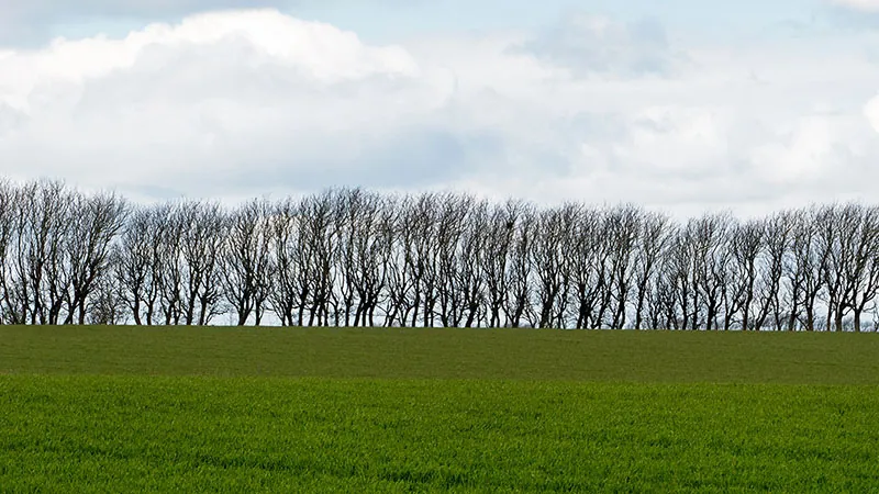A row of trees with no leaves.