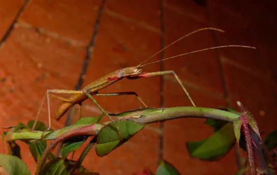 Photo (a) shows a green walking stick insect that resembles the stem on which it sits.