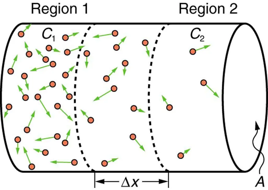 The figure shows the diffusion along a cylindrical tube of area of cross section A. The cylindrical tube is divided into three regions. The cross section is marked as A. The first region is marked as region one. The concentration there is marked C one. The molecules are shown as small sphere with an arrow pointing out from them. The concentration is high in this region. The second region is marked of width delta x. The concentration is lesser in this region as compared to region one. The third region is marked as region two, the concentration in this region lesser than the other two regions shown by lesser number of spherical molecules.