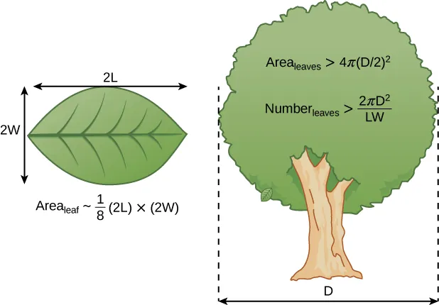 The figure shows a leaf on the left and a tree on the right. On the top of the left, there is a horizontal arrow labelled 2L and a vertical arrow labelled 2W. There is an equation that reads area of leaf, tilde sign, 1/8 (2L) times (2W). he tree has the follow equations: Area leaves greater than 4 pi (D/2) squared and Number leaves greater than 2 pi D squared over LW.