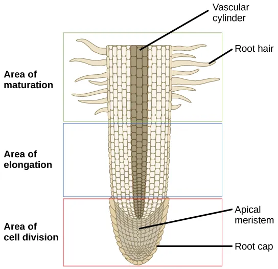 This lateral section of a root tip is divided into three areas: an upper area of maturation, a middle area of elongation, and a lower area of cell division at the root tip. In the area of maturation, root hairs extend from the main root and cells are large and rectangular. The area of elongation has no root hairs, and the cells are still rectangular, but somewhat smaller. A vascular cylinder runs through the center of the root in the area of maturation and the area of elongation. In the area of cell division the cells are much smaller. Cells within this area are called the apical meristem. A layer of cells called the root cap surrounds the apical meristem.